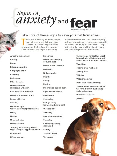 signs of anxiety and fear aggression cats dogs