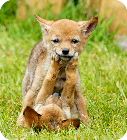 coyote pups playing