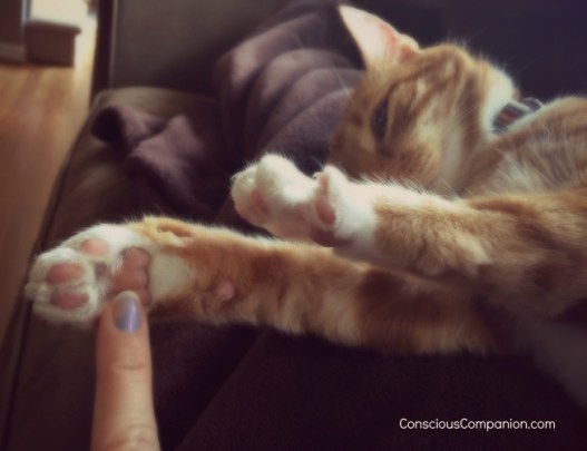 declaw-my-cat_why-not-to-declaw-your-cat