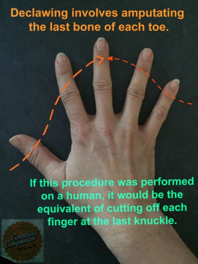 declaw_what-happens-when-cats-are-declawed_the-truth-about-declawing_amputation