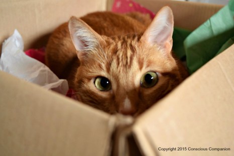 Knox In His Box