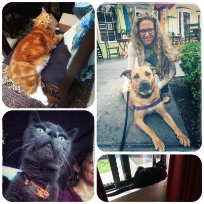 Conscious Companion 2016 Road trip