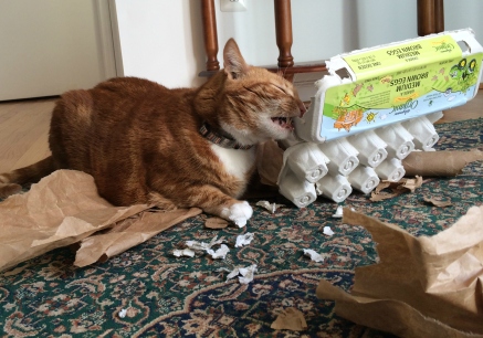 DIY puzzle feeder for cats.jpg