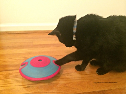 Interactive Puzzle Feeder for Cats