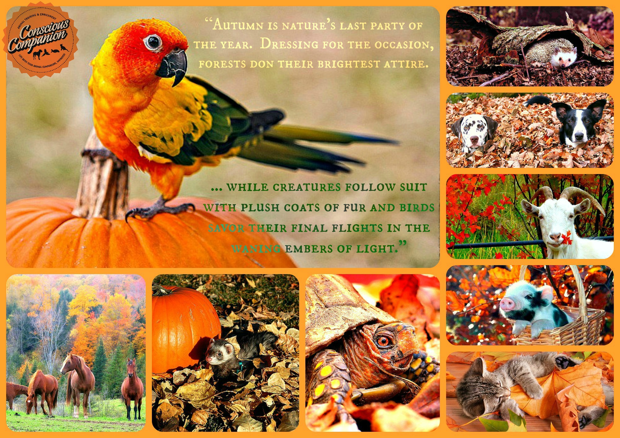 autumn-animals-fall-quote.jpg