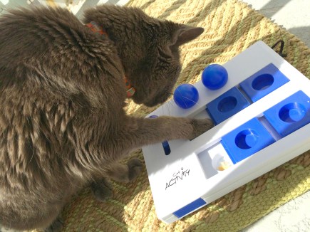 albert-senior-cat-puzzle-feeder