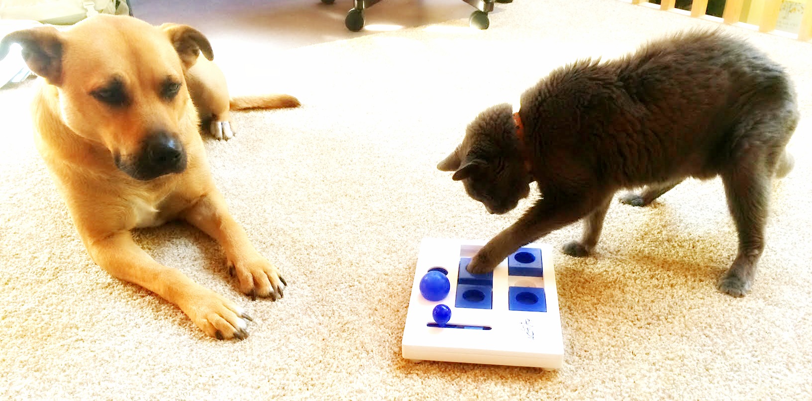 Hocus and albert puzzle feeder senior cats