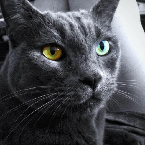 King Albert the Grey_Conscious Companion_copyright_Amy Martin