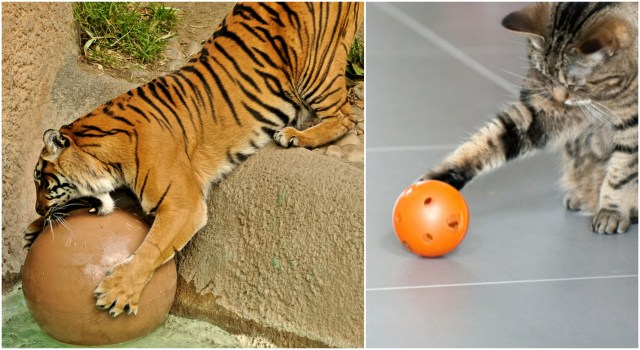 Cat toys_christmas_conscious Companion