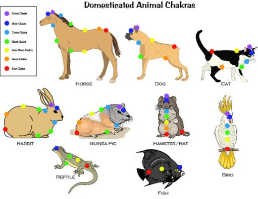 animal chakras_pets