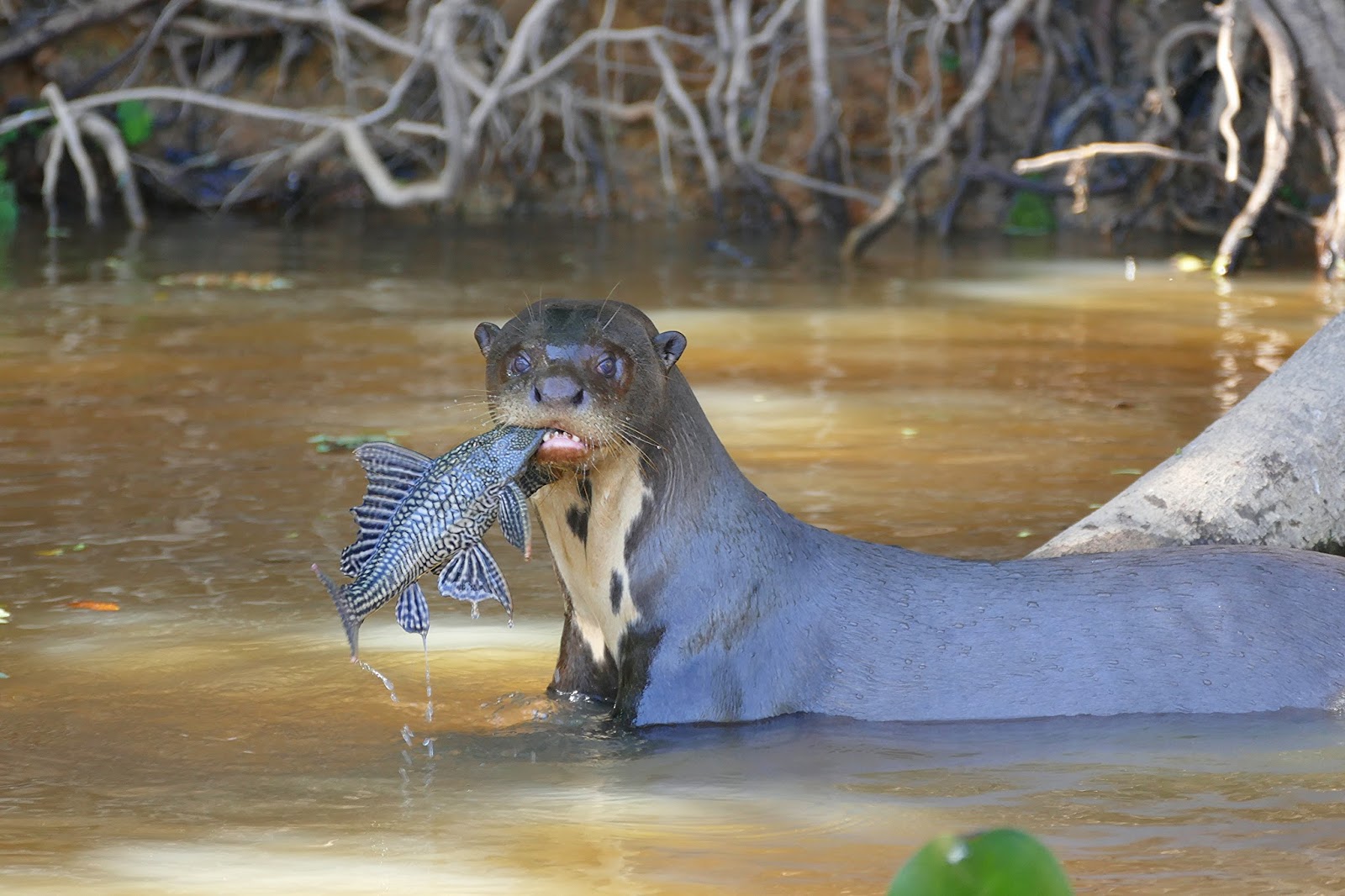 Giant_Otter_(Pteronura_brasiliensis)_with_a_Sailfin_Catfish_(Pterygoplichthys_sp.)_-_Flickr_-_berniedup
