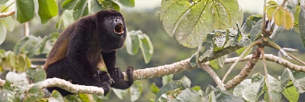 howler_monkey_