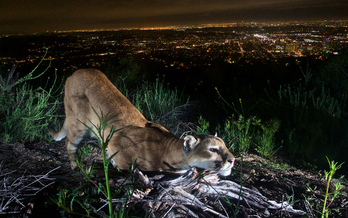 mountain lion (2)