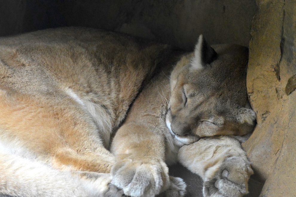 puma-sleeping-00.jpg.990x0_q80_crop-smart