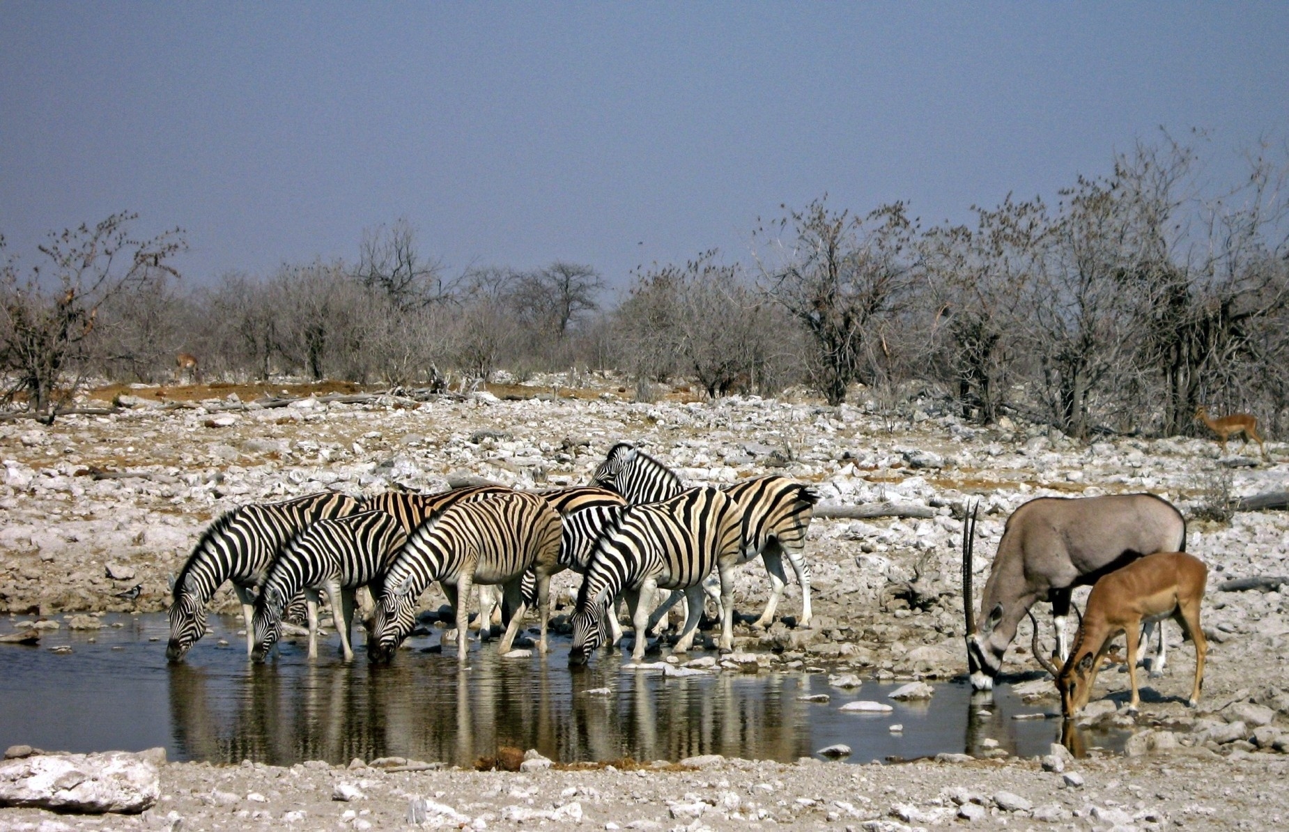 water animals zebras antelope drinking africa_guild species