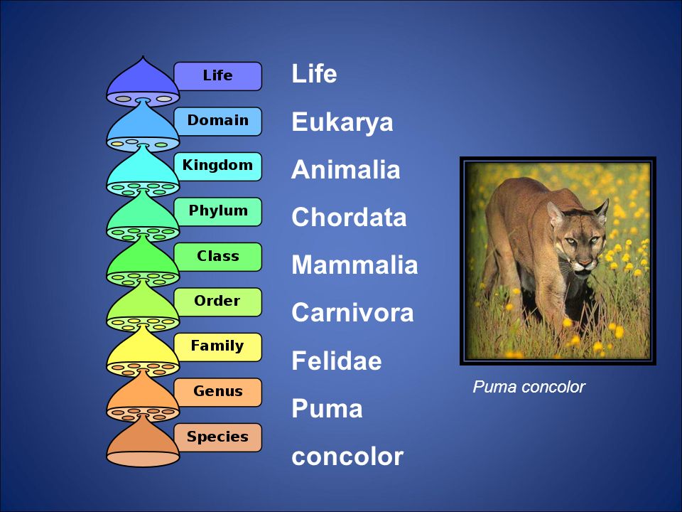 concolor. Puma concolor.