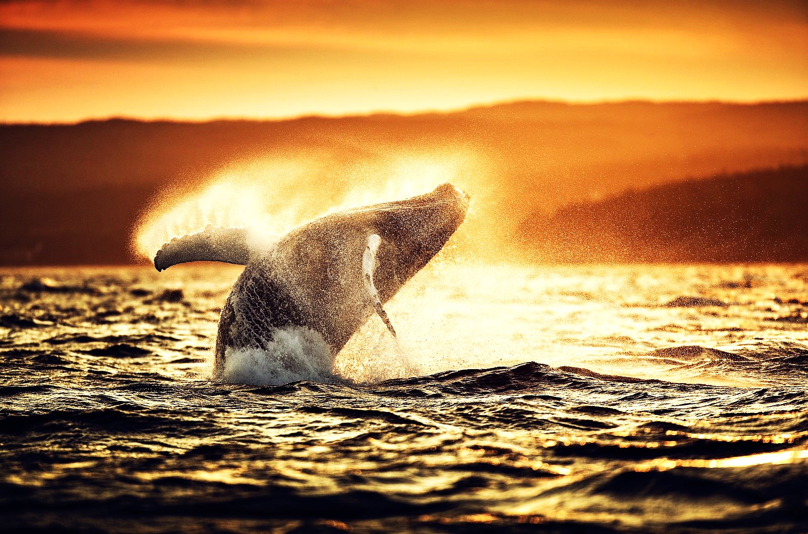California Mexico Humpback Whale
