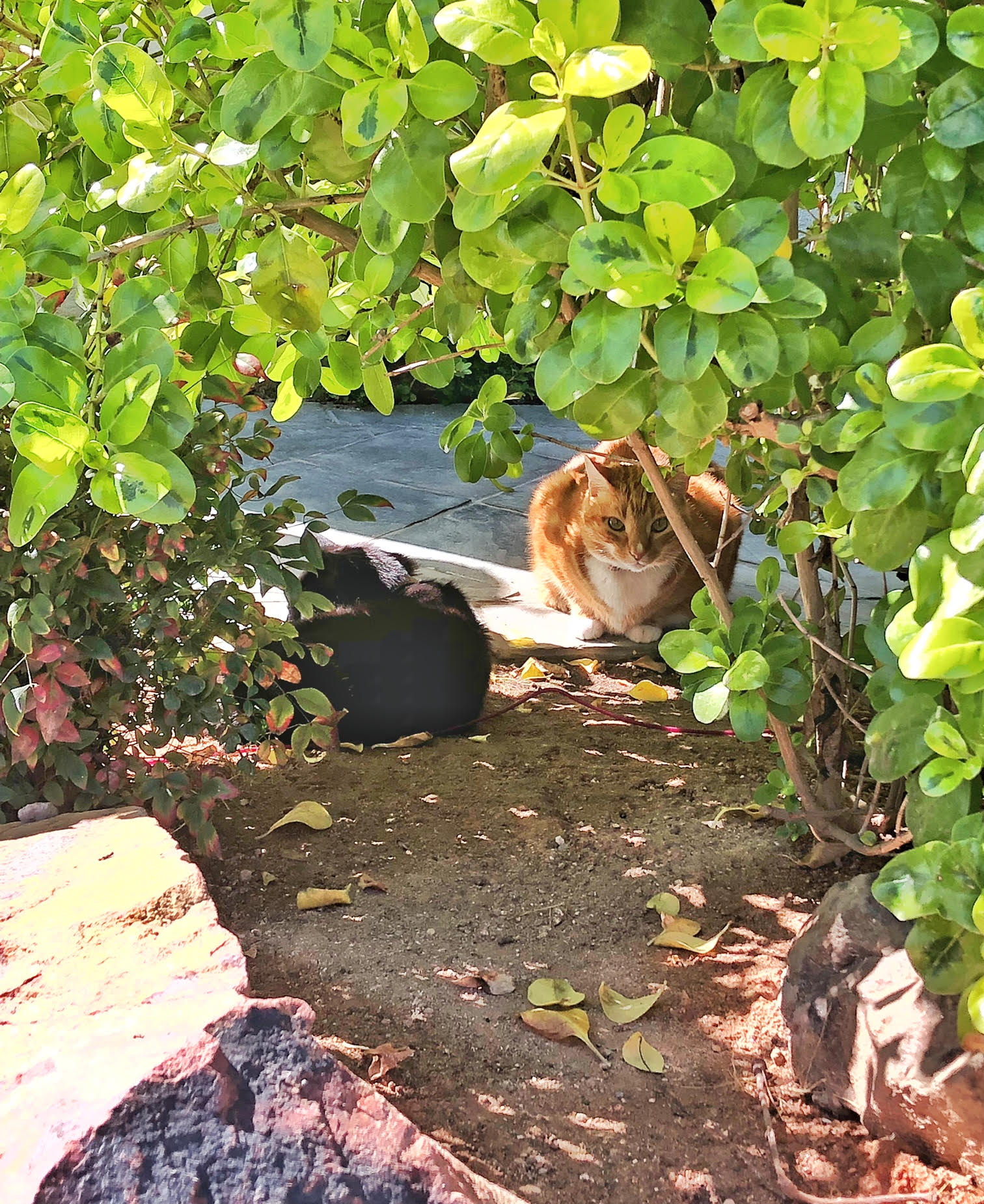 cat behavior_Beaux and knox_ senior cat_copyright conscious companion.jpg