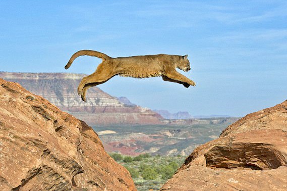 cat tails_big cats_why does my cat_panthera