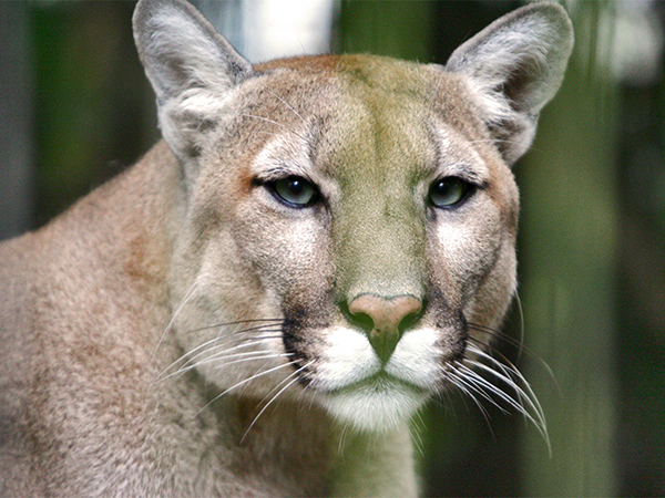 cougar