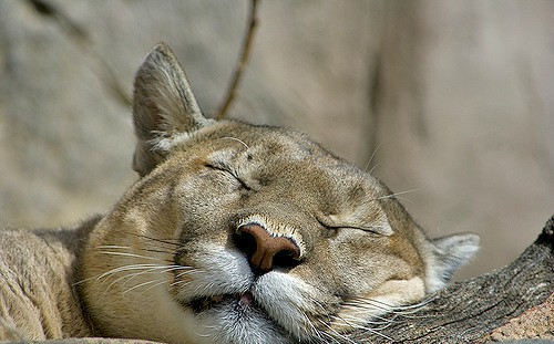 sleepingPuma_bigcats_catadvice_conservation