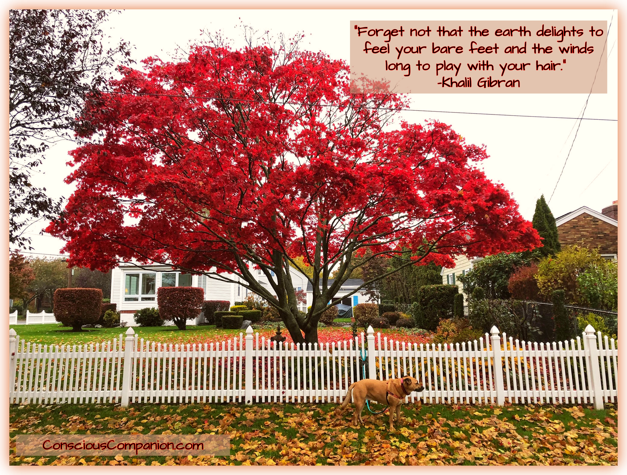 Autumn Colors_fall Leaves_Khalil Quotes_Conscious Companion_dog life.jpg