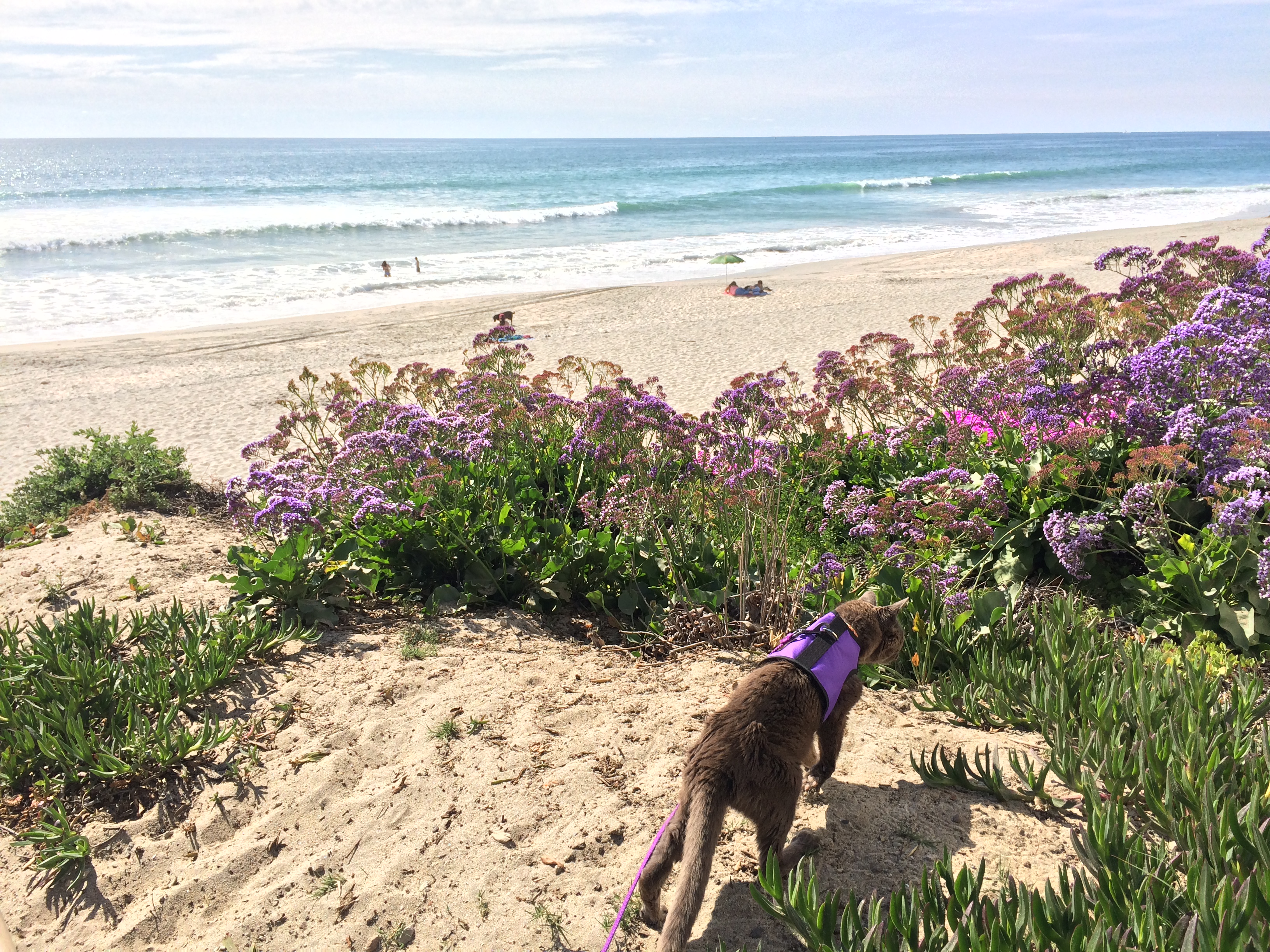 Conscious Companion_cat walk_senior cats walking on leash_cat training_force free