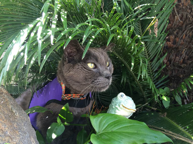 conscious-companion-senior-cats-how-to-get-cat-walk-on-leash-cat-leash-training-cat-clicker-training