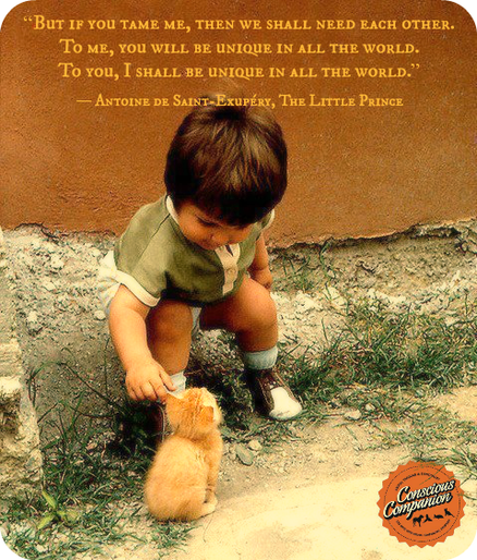 the-little-prince-conscious-companion-cats-kitten.png