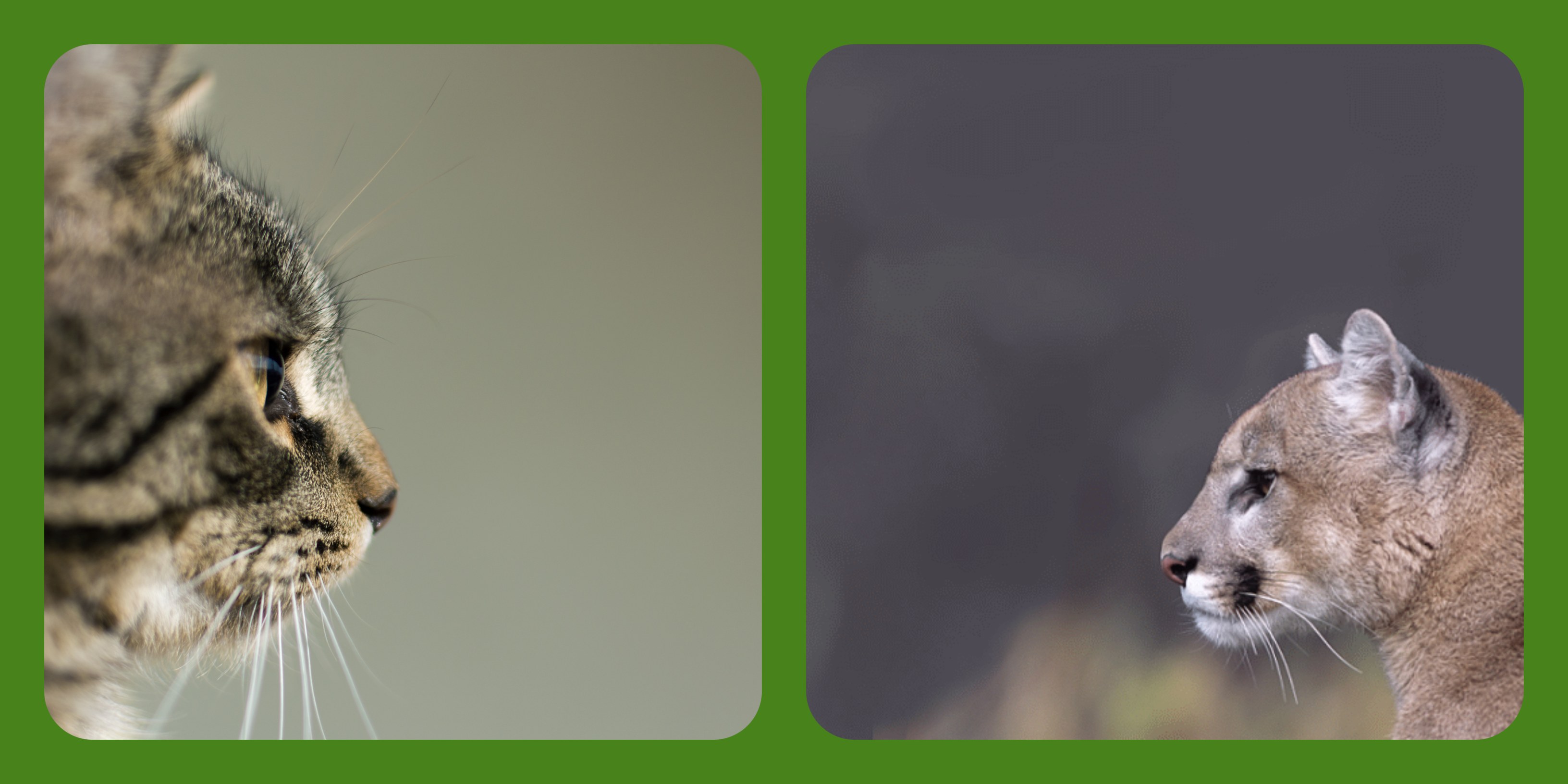 wildcat behavior_domestic cat behavior_cat ancestors_why does my cat_