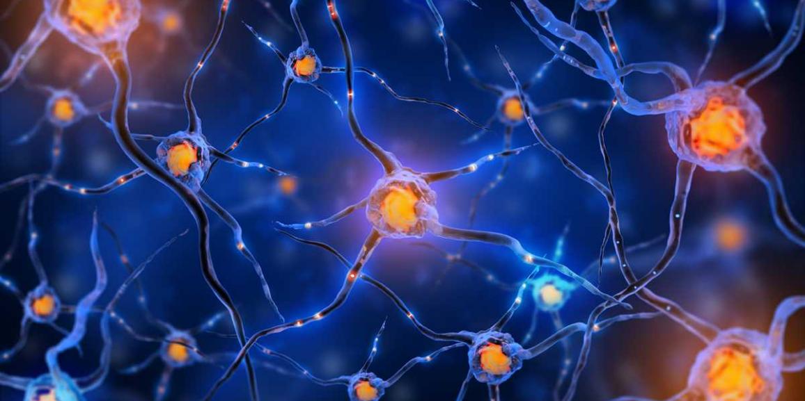 63fe8e64b9aac58f9e83abe7d61cbf89_l_neurons-1156-577-c
